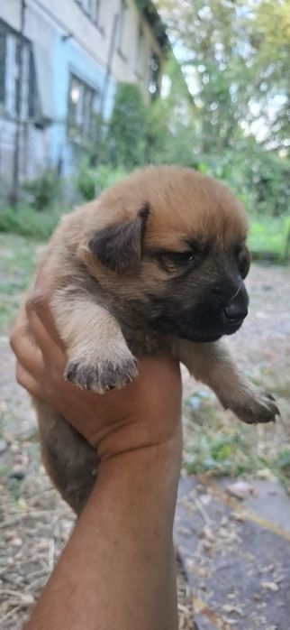 СРОЧНО отдам щенят в добрые руки.
