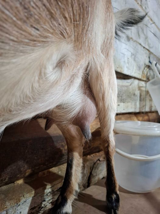 Продам козье хозяйство