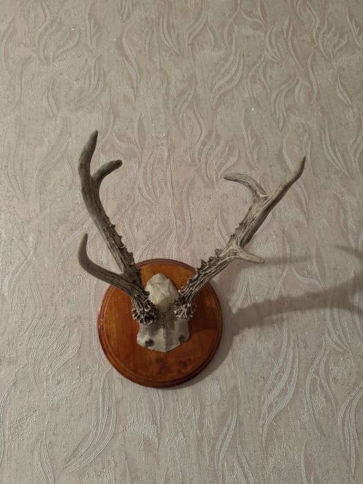 рога, декоративный элемент