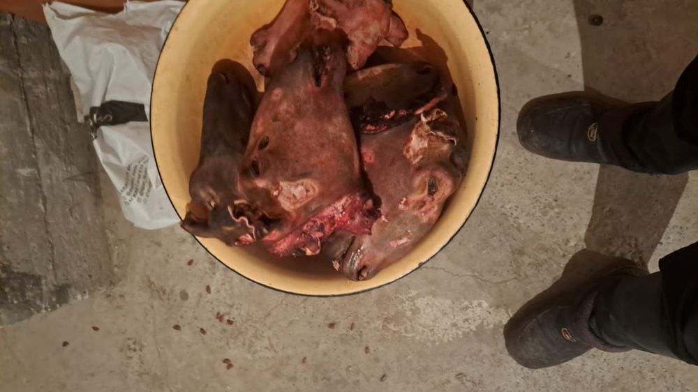 Койдын басы  уйытылган