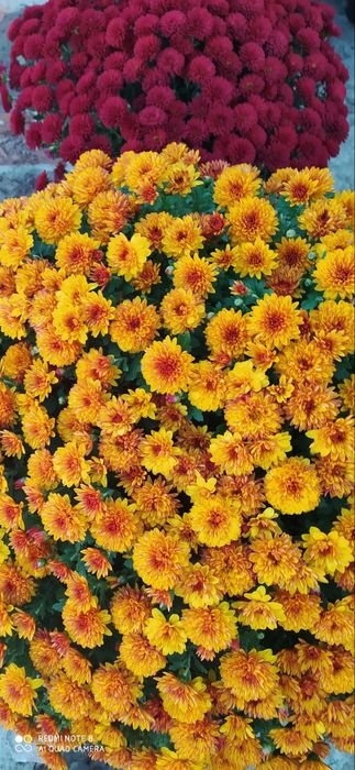 Хризантемы мультифлора