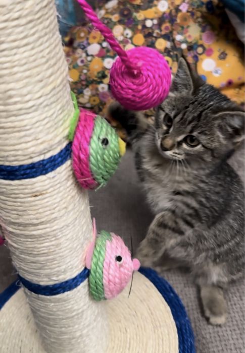 Милый котёнок ищет любящую семью!