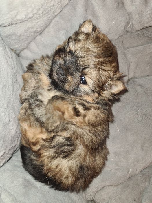 Продам щенка шпица.