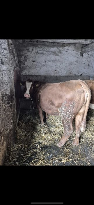 Juridica juninca de un an jumătate vitea