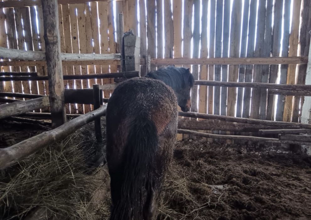 Семіртілген құнан, байтал сатылады