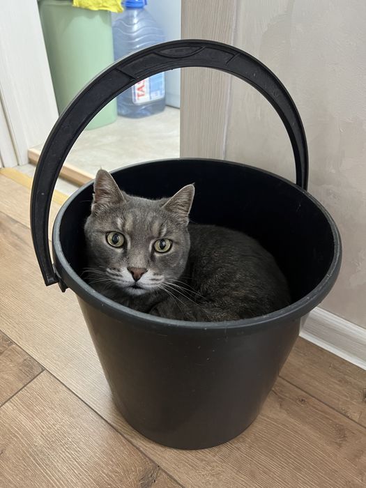 Пропал кот г. Каскелен