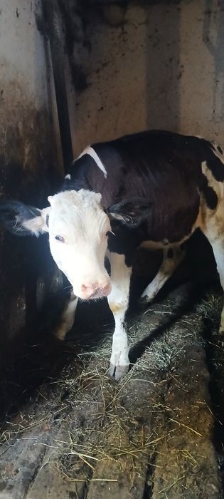 De vânzare vitea holstein
