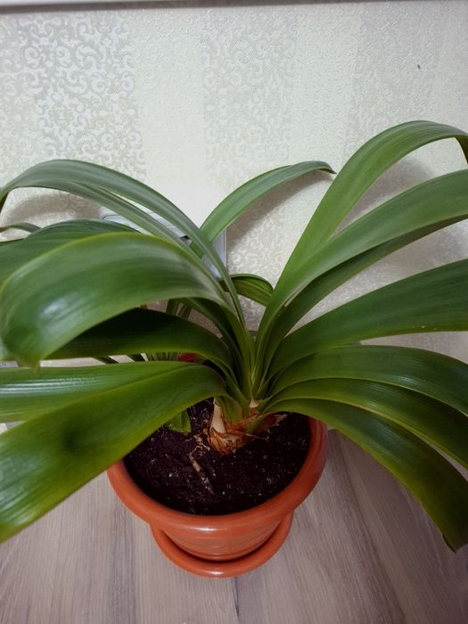 Комнатные растения Гиппеаструм