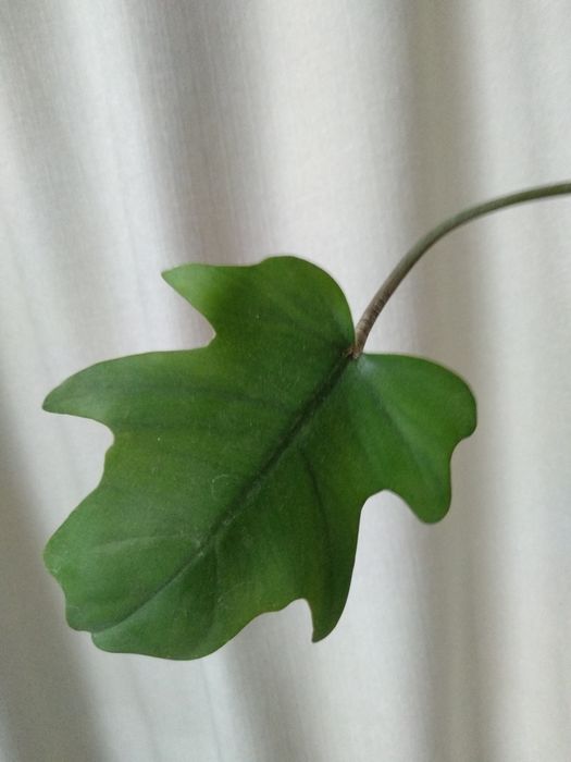 Филодендрон Радиатум