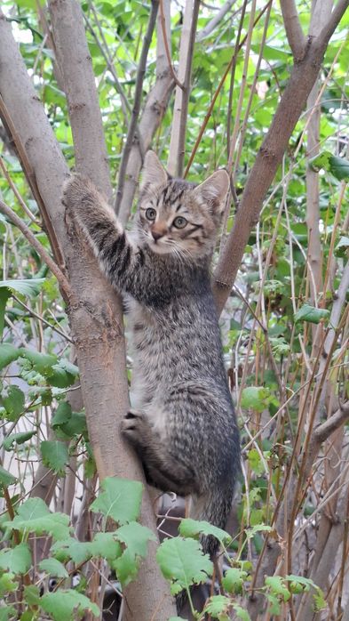 Котята мальчики, отдам