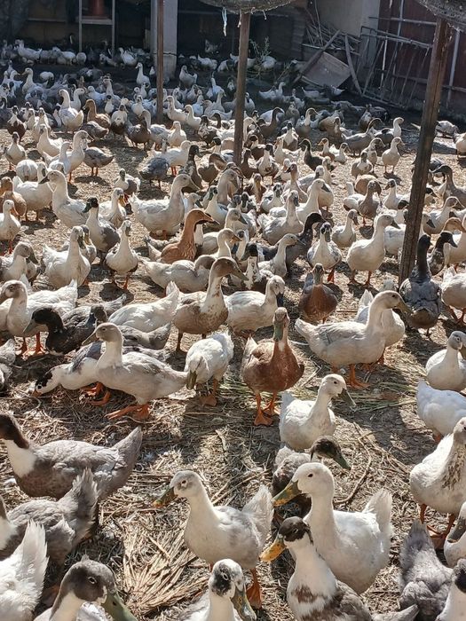 Урдак сотилади 180 000