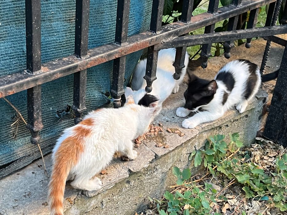 Котета за надежден дом