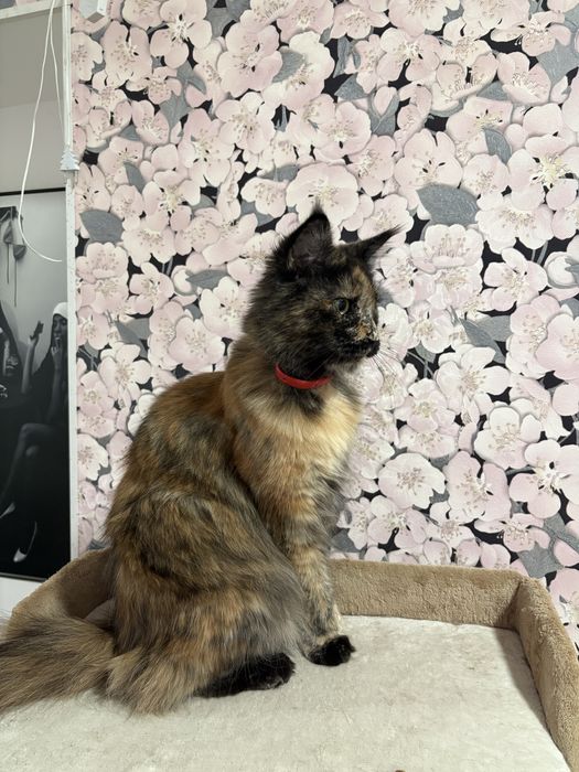 Мюмаин-кун девочка