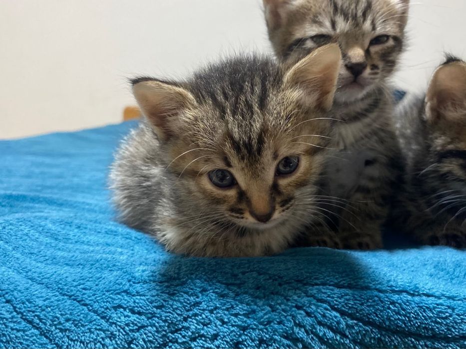 Котят чистые и домашние