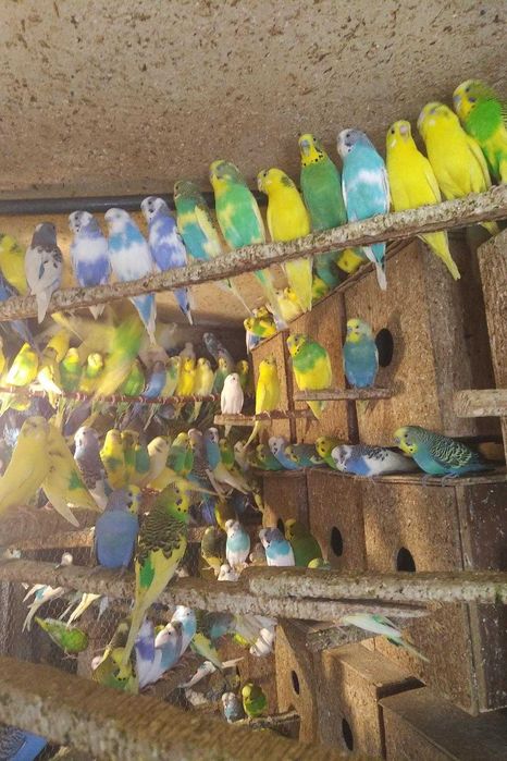 вълнисти папагали и клетки за тях