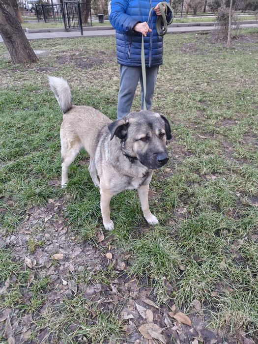 Ищем дом и надёжные руки