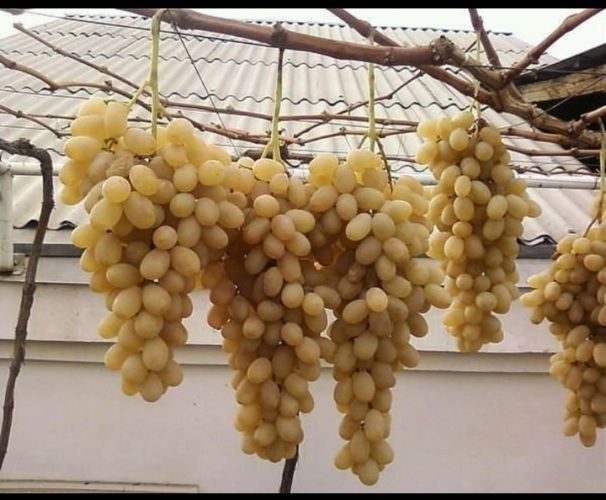 Сизларга 100% ишочли нихолларимизни таклиф қиламиз