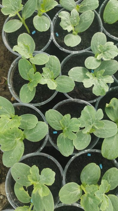 Предлагам разсад краставици, тиквички, пъпеши, дини