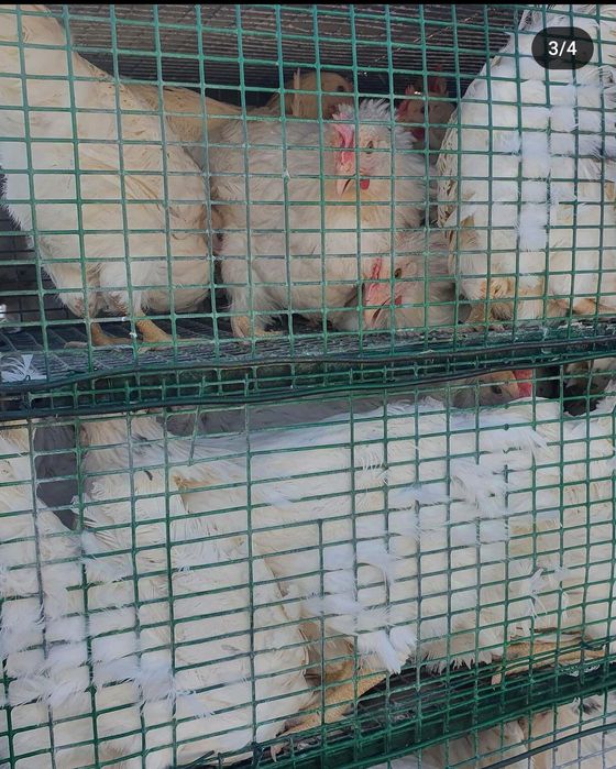 Tovuqlar sotiladi loman sendi