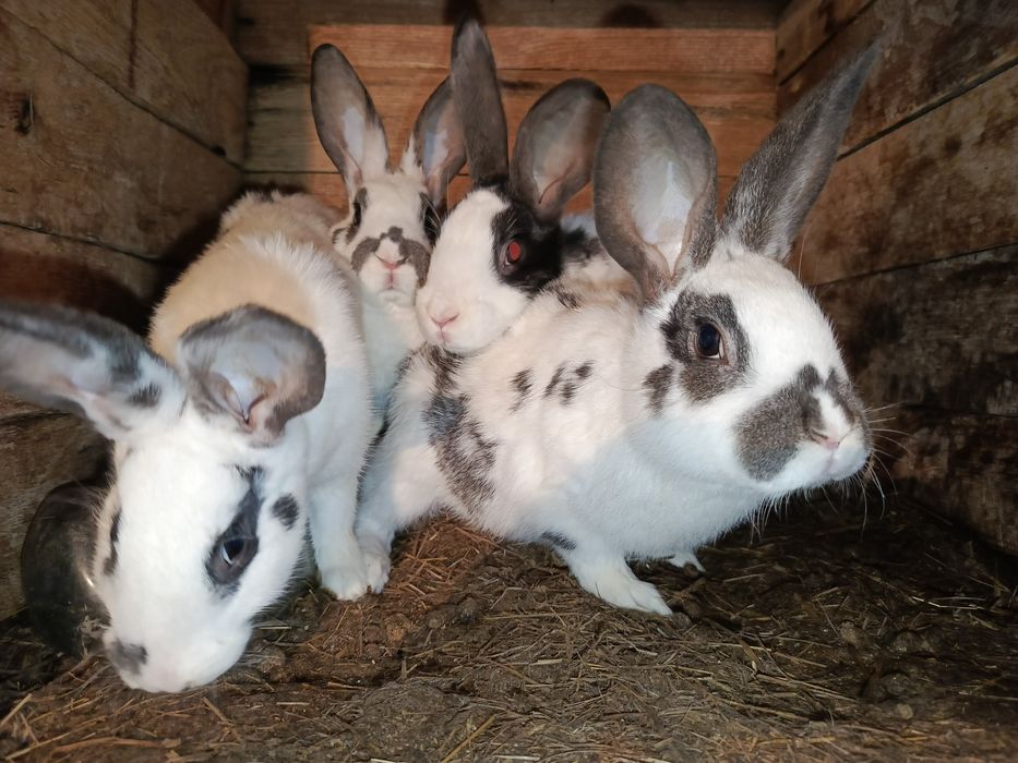Продам кроликов х