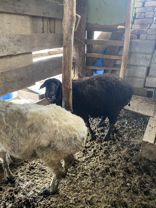 Баран коза козлы