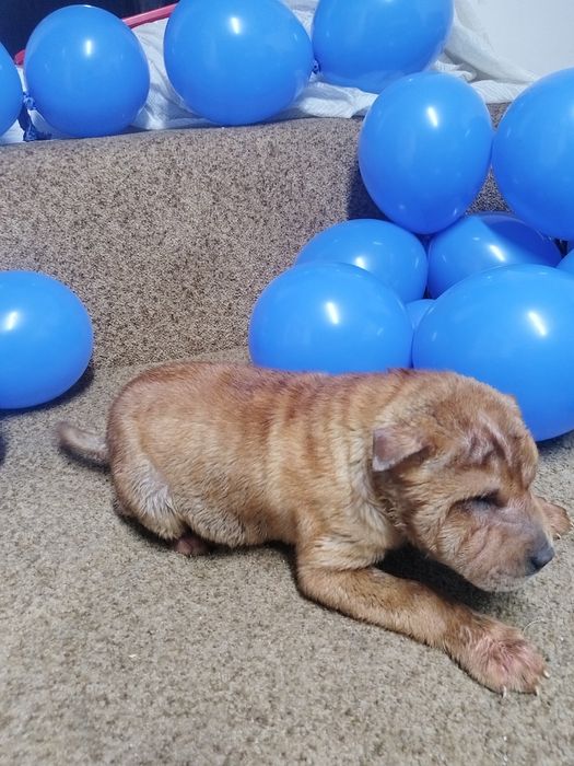 Распродажа щенки шарпея