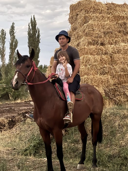 Айгыр молодой красивый