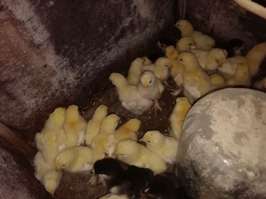 Продам цыплят породы брам