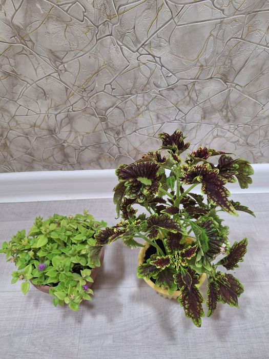 Комнат гүлдері-Комнатные цветы