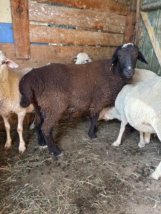 Семіз қой сатылады! Срочно!