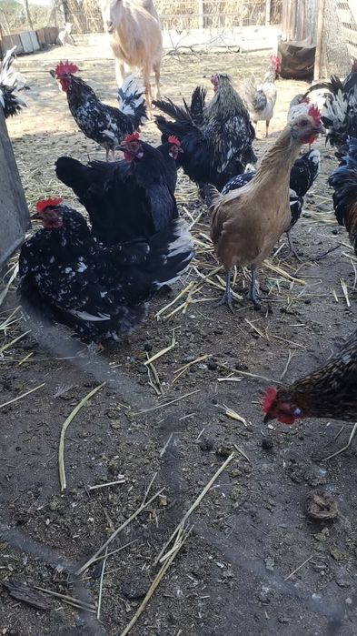 Gaini și Cocoși pitice de dat