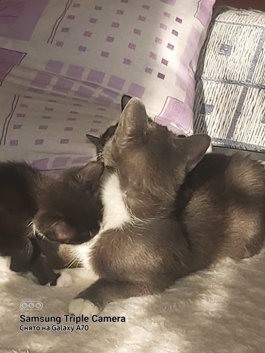 Катята маленькие