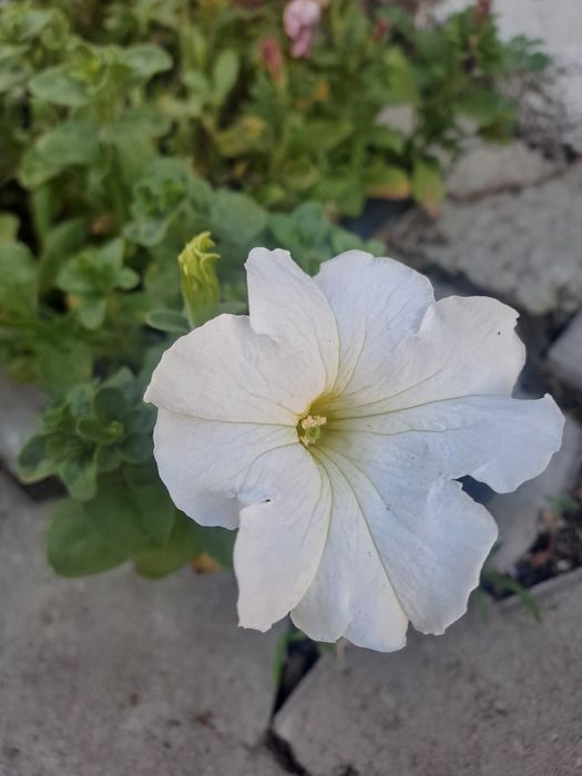 Продам петунии КШТ