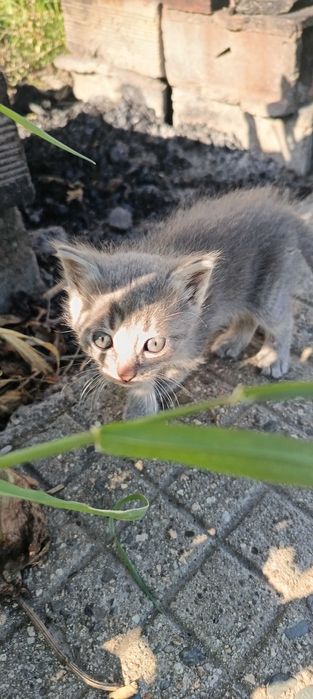 Подарява котенца