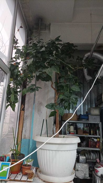 Продам Китайскую Розу