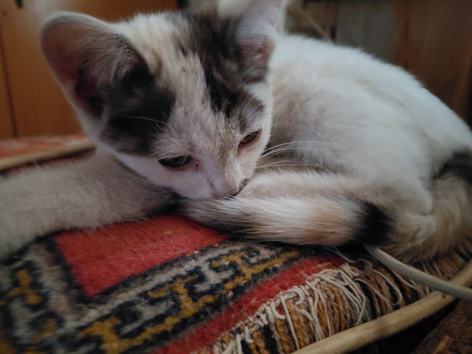 Котенок девочка в самые добрые руки