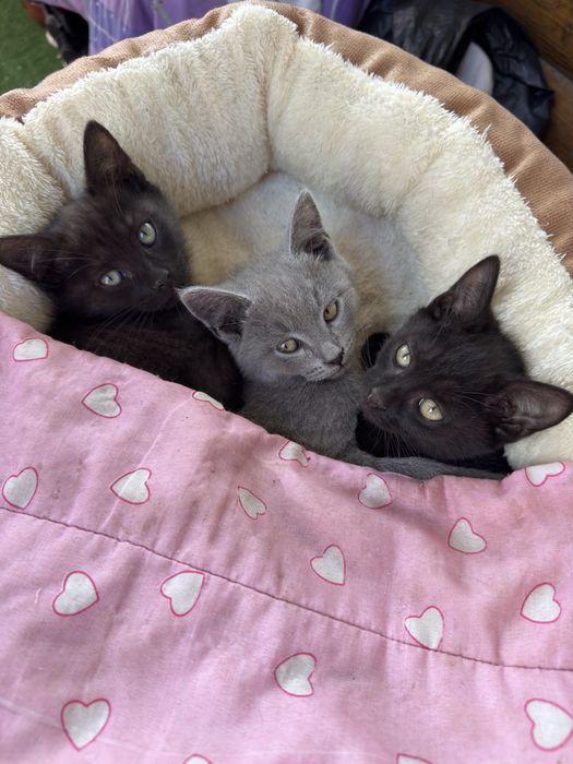 Котята отдам в любящие семьи