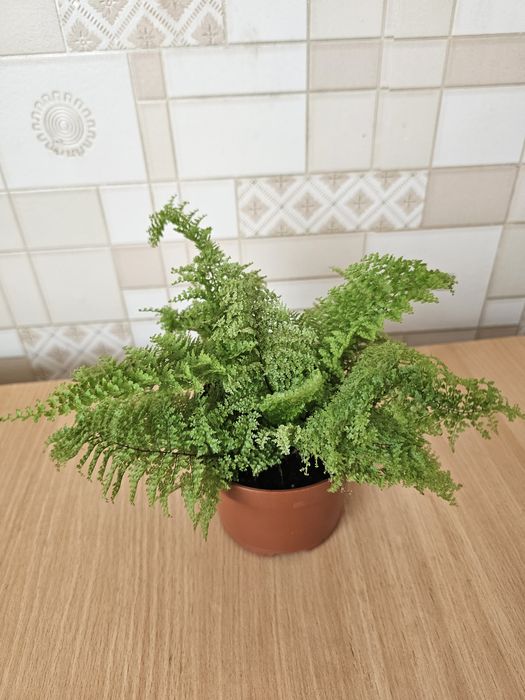 Комнатные  цветы