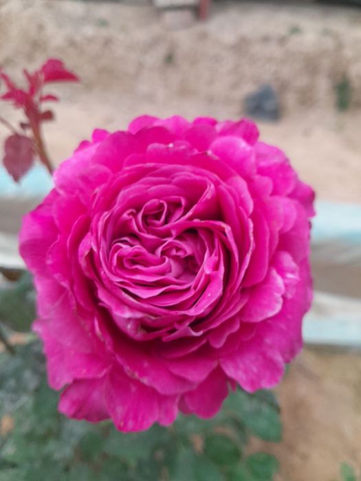 Shtamp atirgul ko'chatlla sotamiz