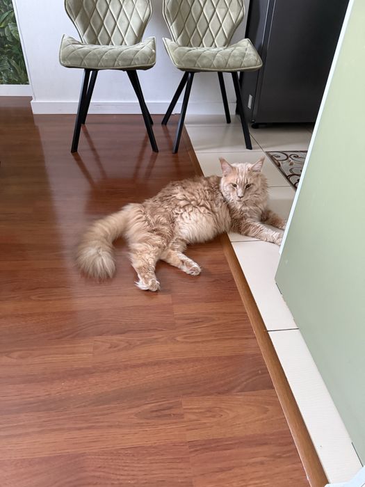 Кот породы Мейн кун