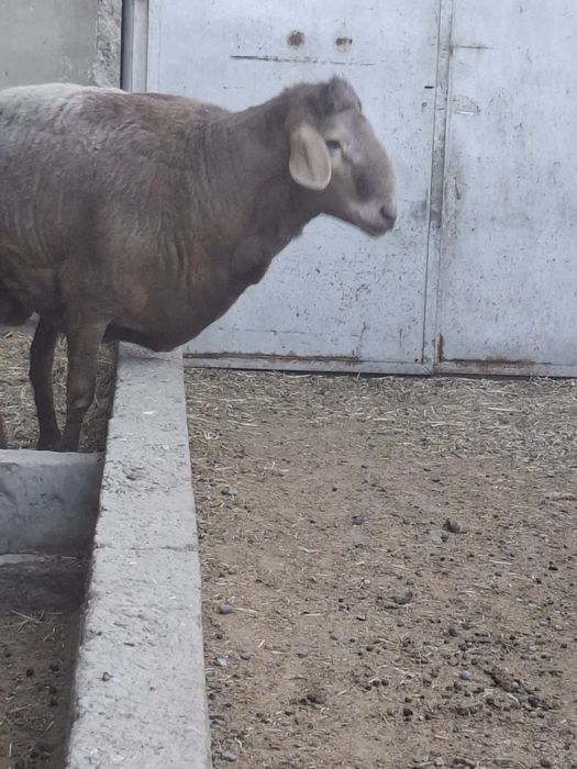 Кошкар племеннной