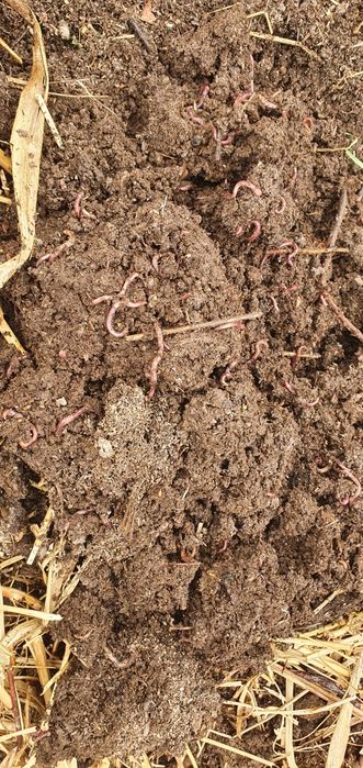 Калифорнийский черви