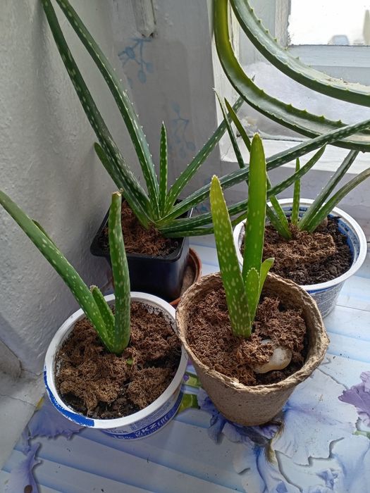 Саженцы  Алоэ Вэра