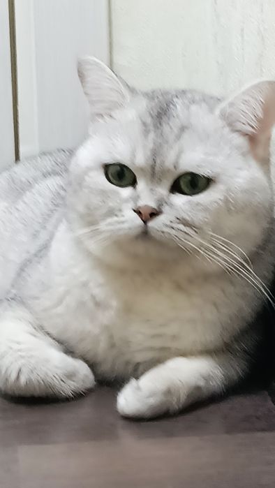 Vyazkaga mushuk Sergelida britanskiy shinshilla N11