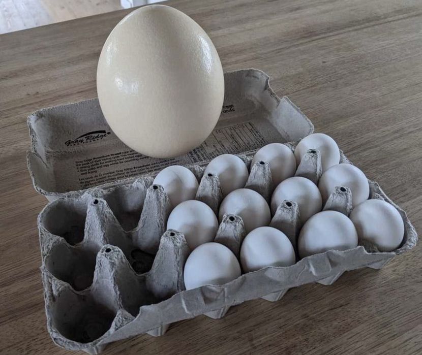 Oua de struț de vanzare