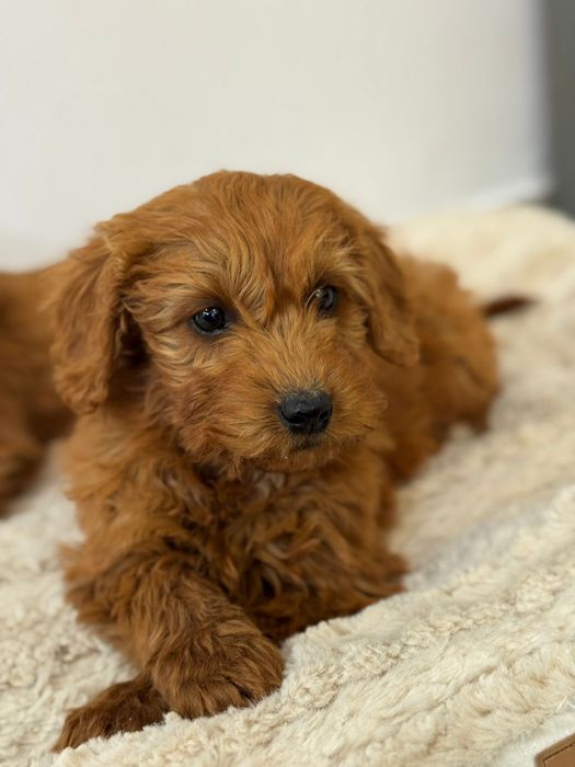 Goldendoodle F1B fetita superba