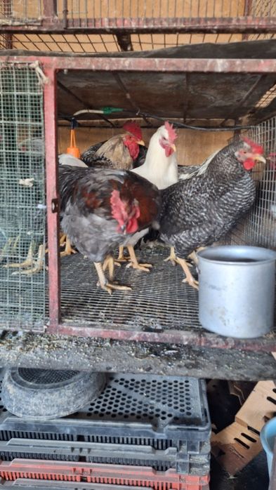 Петухи молодые 6 месяцев