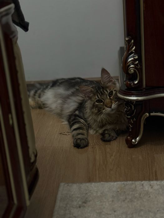 Сотилади мейкун 5 ойдан ошган угил бола тозаси аралашмаган