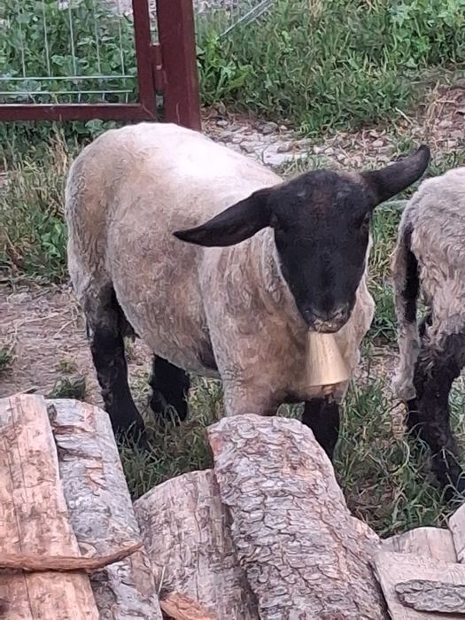 Oaie suffolk + un berbecut si o mieluta de 5 luni de vanzare