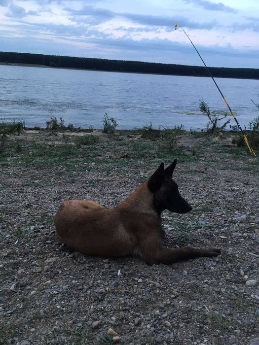 Малиноа- белгийска овчарка